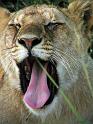 Being a lion is a tough life